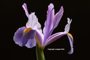 Purple Iris Flower Fine Art Photography Artwork
